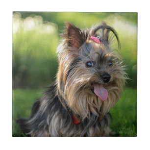 Süßer kleiner Yorkshire-Terrier-Hund Fliese