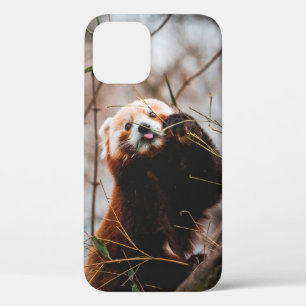SÜßER KOALA-BÄR Case-Mate iPhone HÜLLE