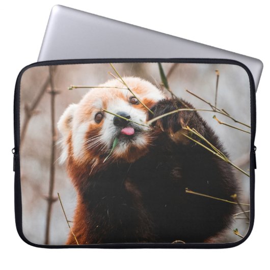 SÜßER KOALA-BÄR LAPTOPSCHUTZHÜLLE (Vorderseite)