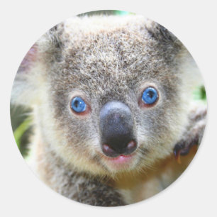Süßer Koala-Bär Runder Aufkleber