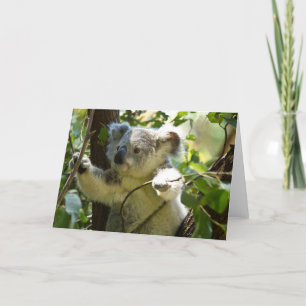 Süßer Koala-Bär Schicksal Natur Aussi Outback Karte