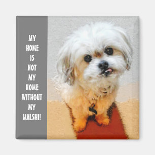 Süßer Malshi Magnet