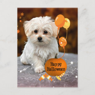 Süßer Malteser-Welpe feiert Halloween  Feiertagspostkarte
