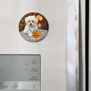 Süßer Malteser-Welpe feiert Halloween  Magnet
