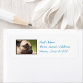 Süßer Mops (Insitu)