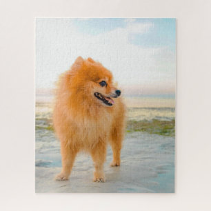 Süßer orangefarbener Pomeranian am Strand Sonnensc Puzzle