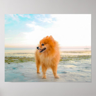 Süßer orangefarbener Pomeranian im Sand am Strand Poster