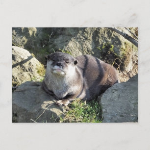 SÜSSER OTTER POSTKARTE