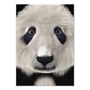 Süßer Panda-Bär Kawaii Tierliebhaber Perfektes Ges Fotodruck
