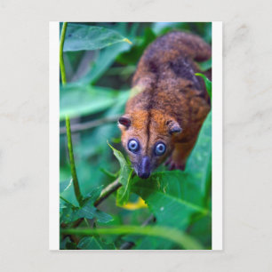 Süßer pelziger Kuskus Possum schaut in die Kamera Postkarte