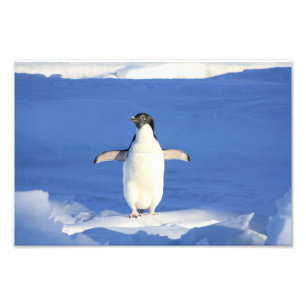 Süßer Pinguin Fotodruck