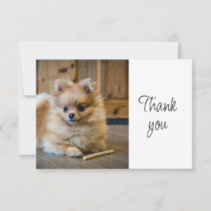 Süßer Pomeranian Chihuahua Hund Danke