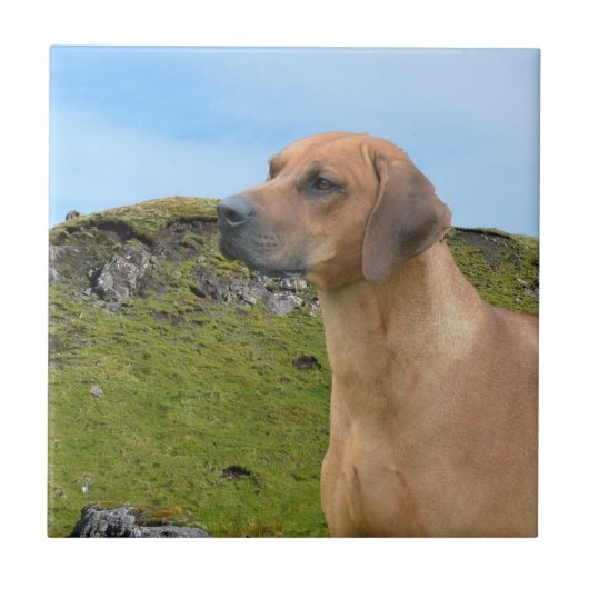 Süßer Rhodesian Ridgeback Hund Fliese (Vorderseite)
