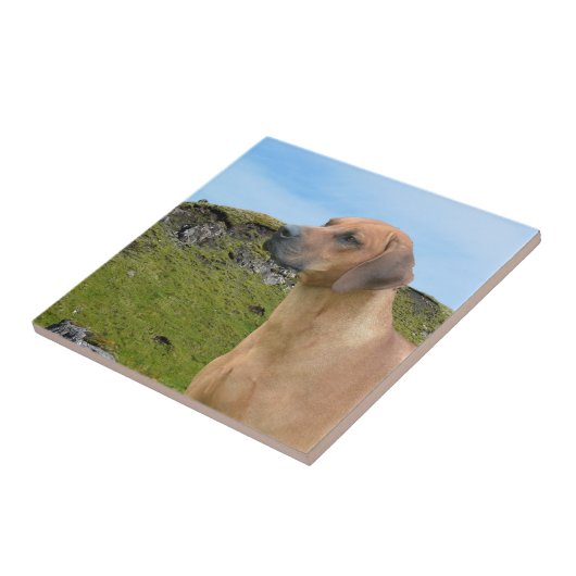 Süßer Rhodesian Ridgeback Hund Fliese (Seite)