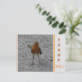 Süßer Robin DANKE Postkarte (Stehend Vorderseite)