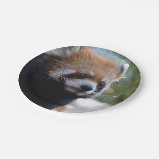 Süßer roter Panda-Bär Pappteller (Schrägansicht)