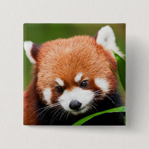 Süßer Roter Panda Button