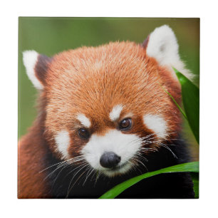 Süßer Roter Panda Fliese
