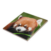 Süßer Roter Panda Fliese (Seite)