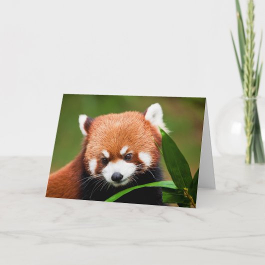 Süßer Roter Panda Karte (Vorderseite)