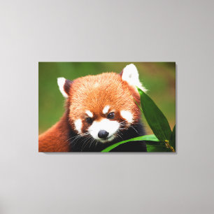 Süßer Roter Panda Leinwanddruck