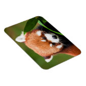 Süßer Roter Panda Magnet (Rechte Seite)