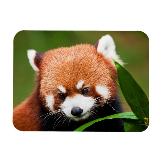 Süßer Roter Panda Magnet (Horizontal)