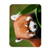 Süßer Roter Panda Magnet (Vertikal)