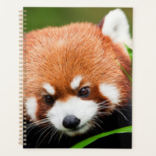 Süßer Roter Panda Planer