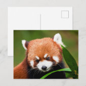 Süßer Roter Panda Postkarte (Vorne/Hinten)