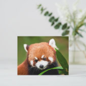 Süßer Roter Panda Postkarte (Stehend Vorderseite)