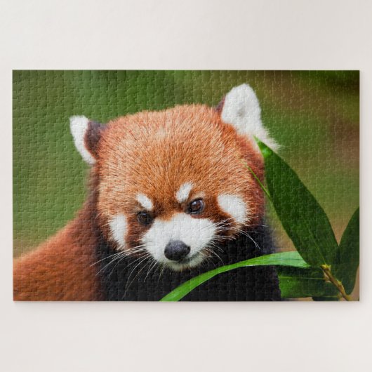 Süßer Roter Panda Puzzle (Horizontal)