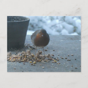 Süßer Rotkehlchen im Schnee DIY-Postkarte Feiertagspostkarte