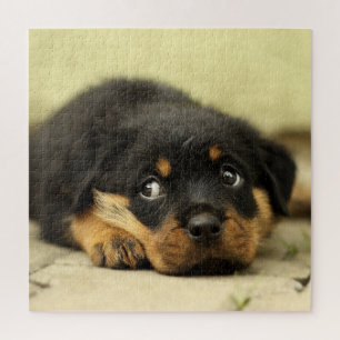 Süßer Rottweiler-Welpe Puzzle