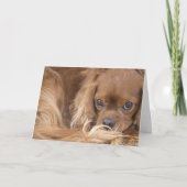 Süßer Ruby Cavalier King Charles Spaniel Karte (Vorderseite)