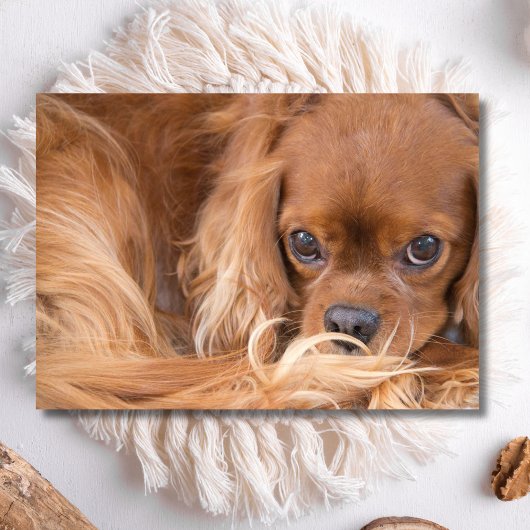Süßer Ruby Cavalier King Charles Spaniel Karte