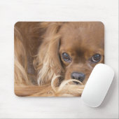 Süßer Ruby Cavalier King Charles Spaniel Mousepad (Mit Mouse)