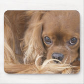 Süßer Ruby Cavalier King Charles Spaniel Mousepad (Vorne)