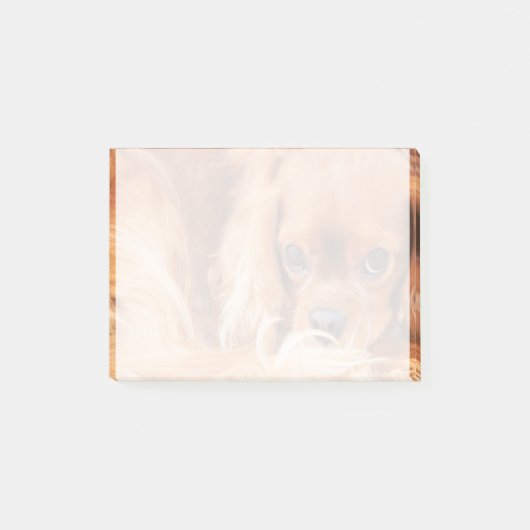 Süßer Ruby Cavalier King Charles Spaniel Post-it Klebezettel (Vorderseite)