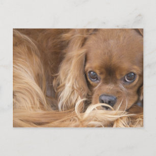 Süßer Ruby Cavalier King Charles Spaniel Postkarte