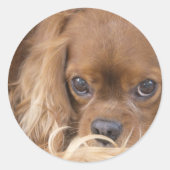 Süßer Ruby Cavalier King Charles Spaniel Runder Aufkleber (Vorderseite)