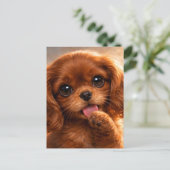 Süßer Ruby Cavalier Spaniel Postkarte (Stehend Vorderseite)