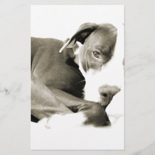 süßer schläfriger faule Pit Bull Hund Briefpapier
