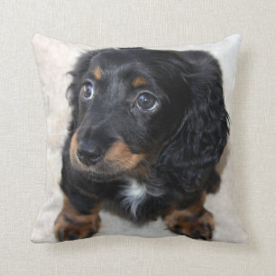 Süßer schwarzer Dachshund-Welpe Kissen