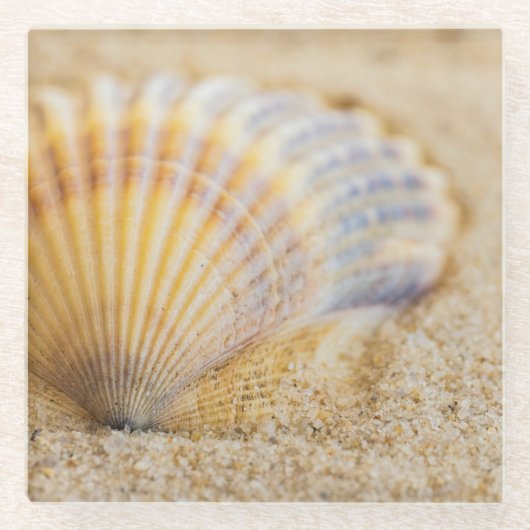 Süßer Seashell Glasuntersetzer (Vorderseite)