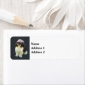 Süßer Shih Tzu Welpe (Insitu)