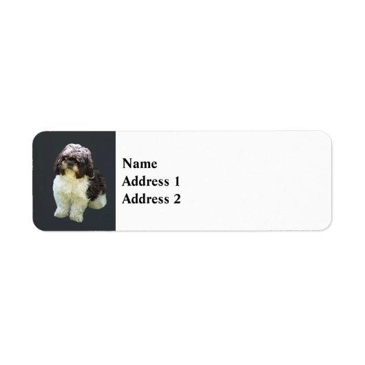 Süßer Shih Tzu Welpe (Vorne)