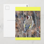 Süßer Stieglitz DIY Postkarte (Vorne/Hinten)