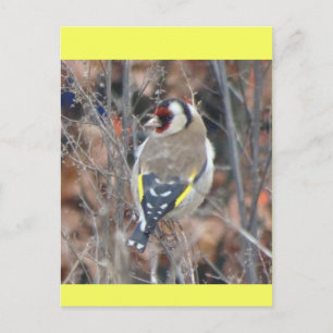 Süßer Stieglitz DIY Postkarte