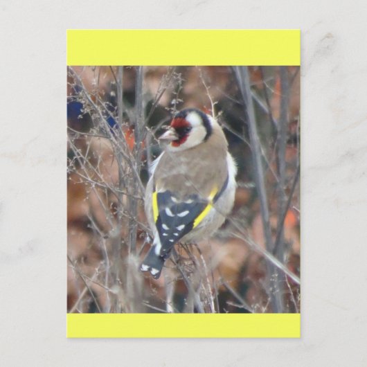 Süßer Stieglitz DIY Postkarte (Vorderseite)